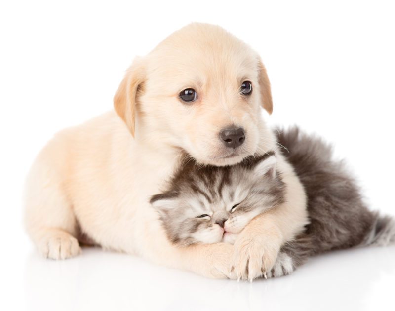PET SUPPLIES